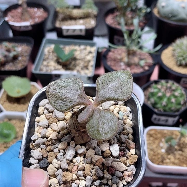 888产地薛辉圣塔块根