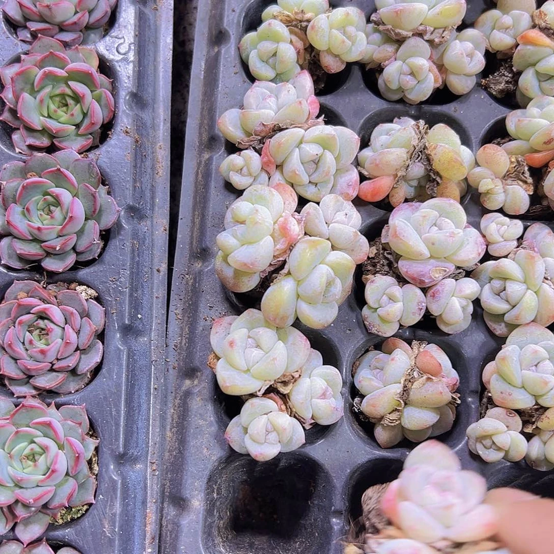 冰玉群苗5个19包邮