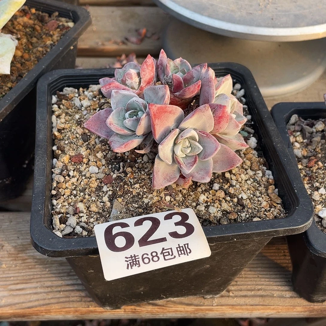 晨溪园艺仙女杯呀