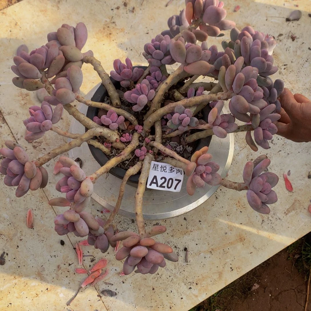 D****n星悦多肉   A207