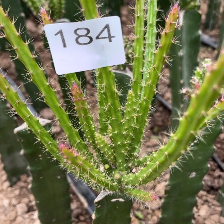 杨***山垂吊大红色^_^184