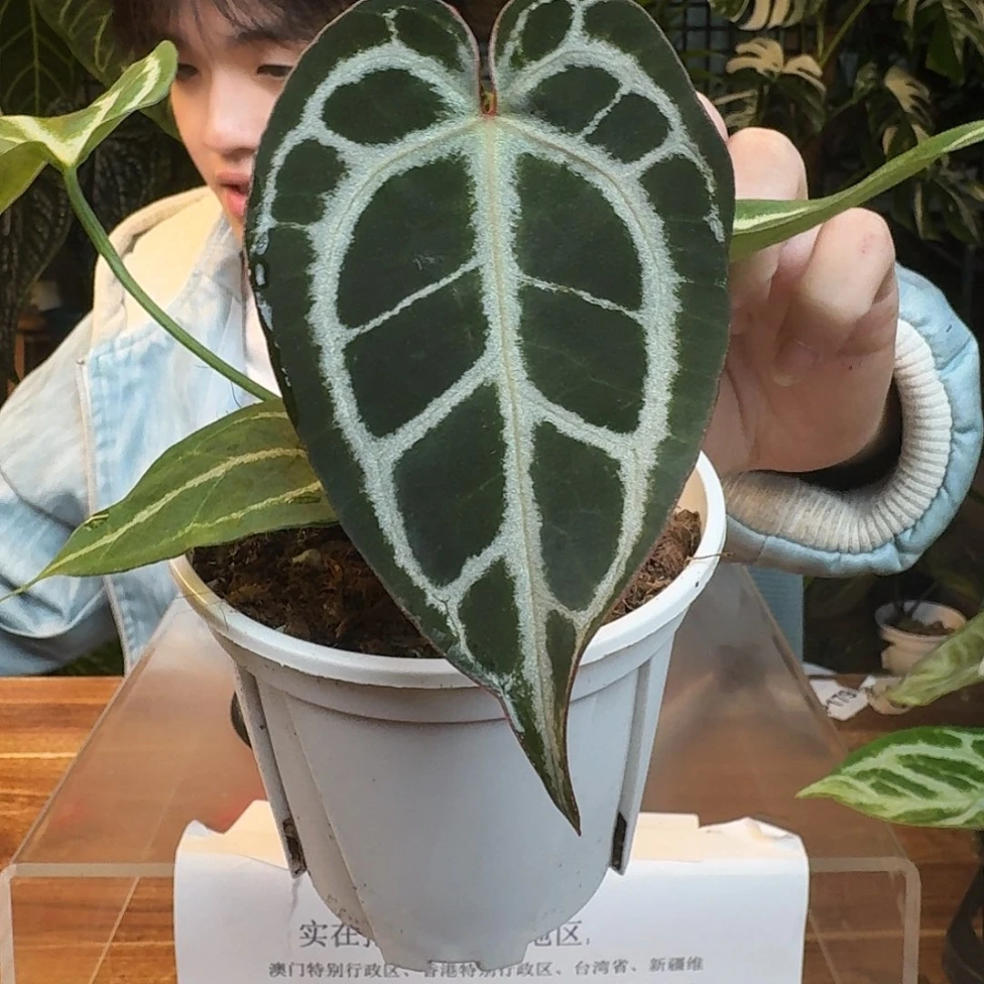 完全开放G76skg银红杂小钻石