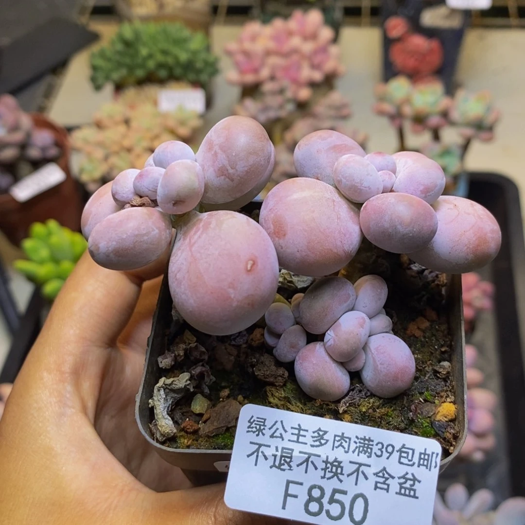 850芭比奶多肉7c m