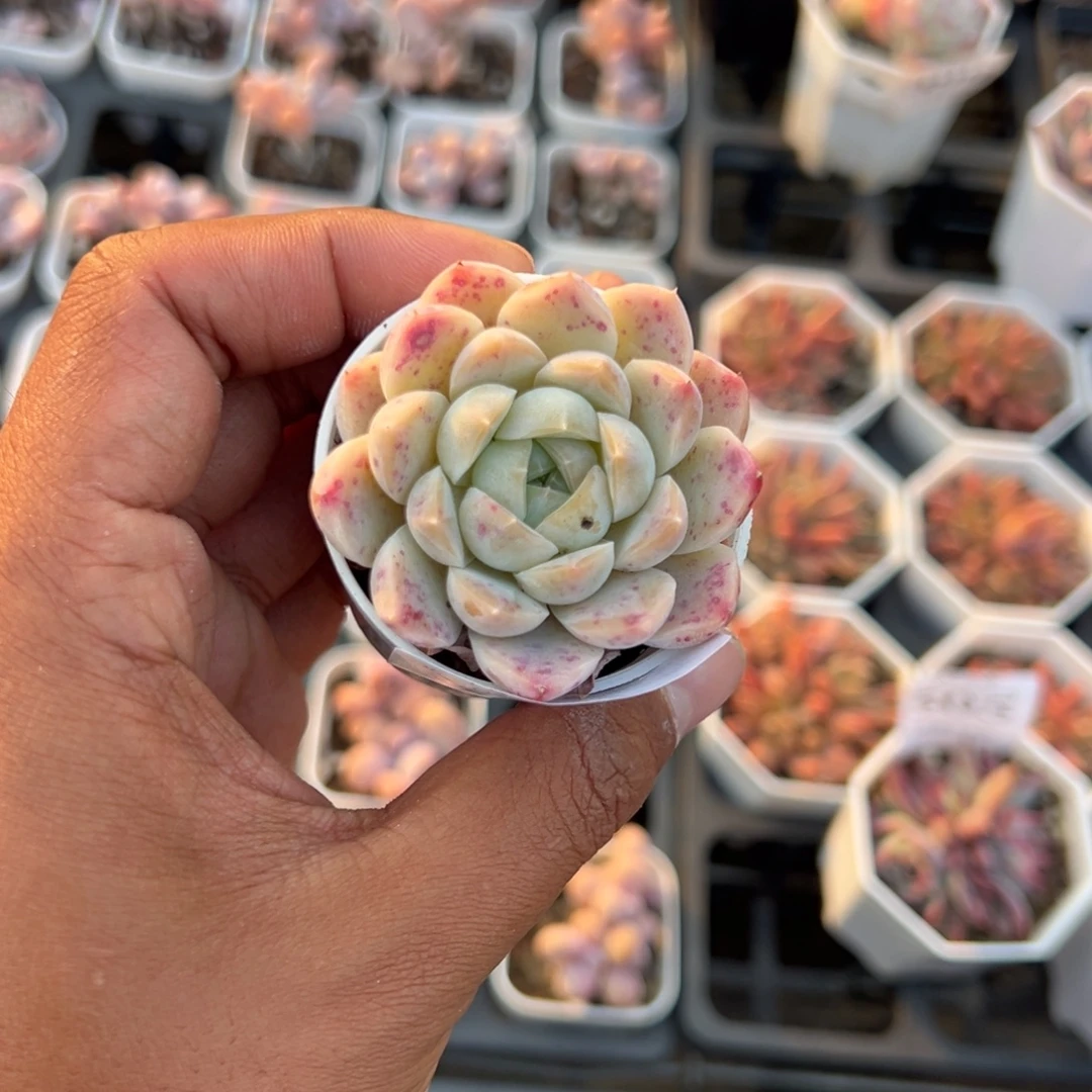 505号白桃汽水一物一拍满18包邮