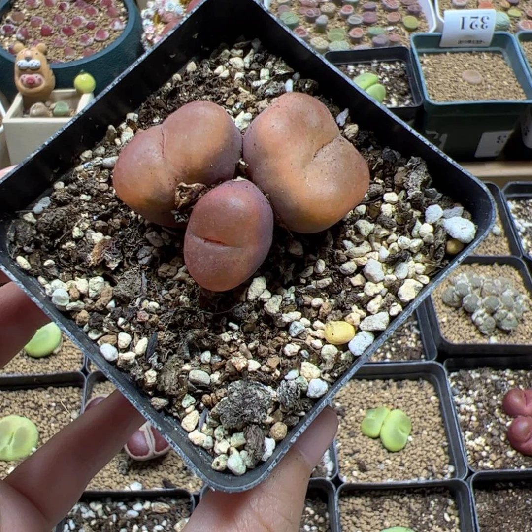 【闪购商品】378 福利超毛
