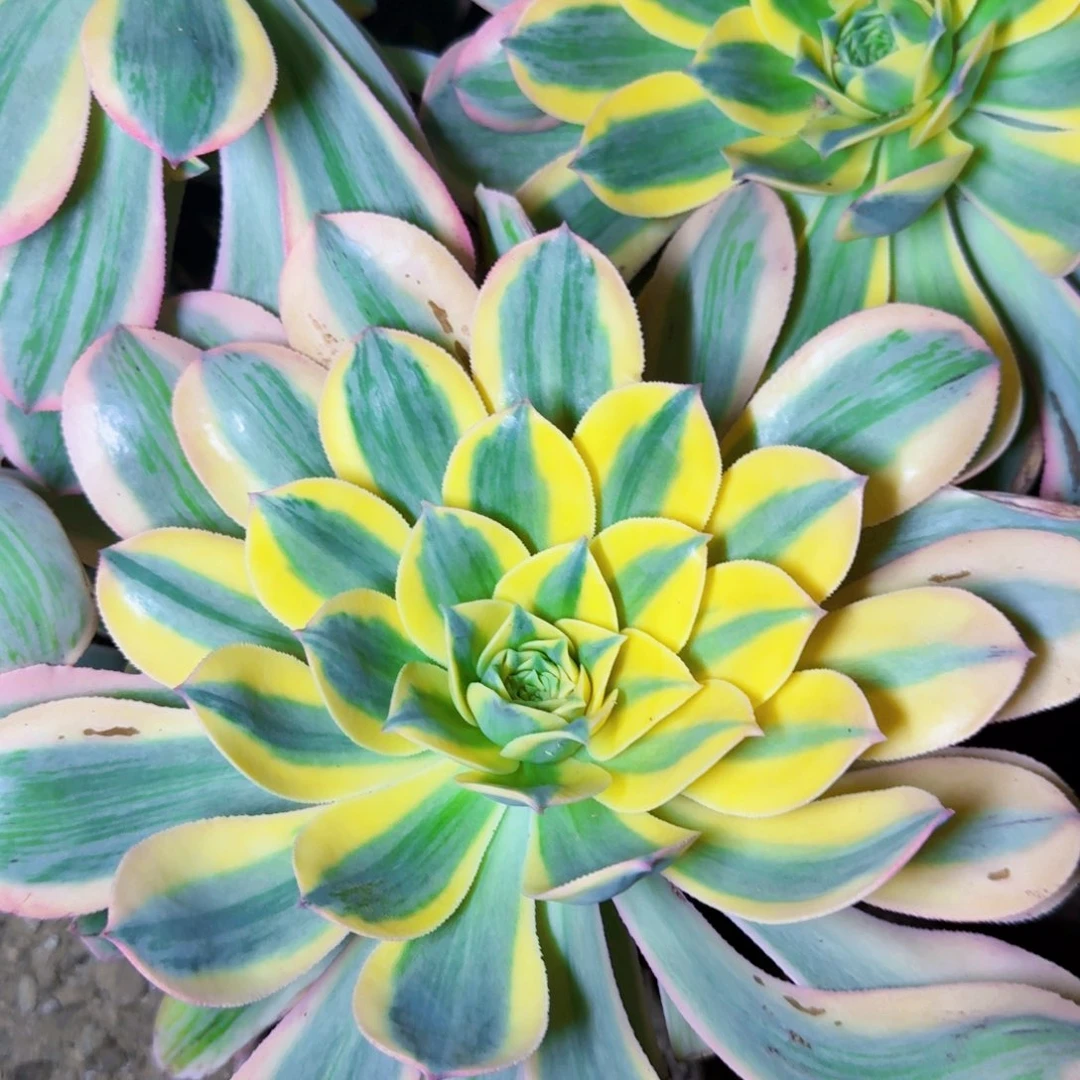 大单头灿烂满20包邮