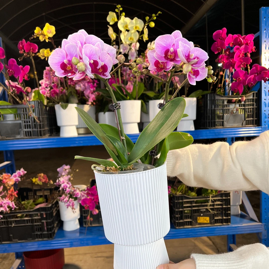 宝贝 蝴蝶兰 两杯带原土 蝴蝶兰花苗带花剑带花苞带盆