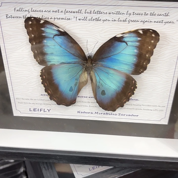 蝴蝶标本定制版192