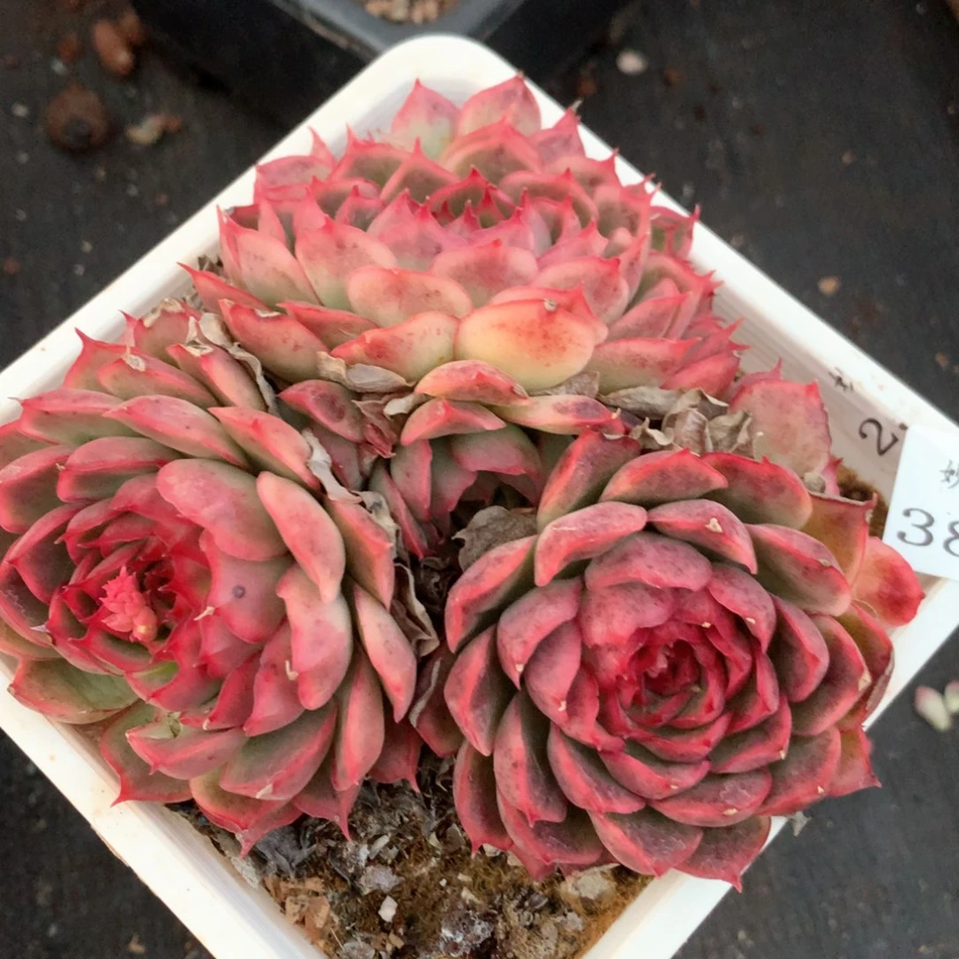 3826杂交多肉植物基地