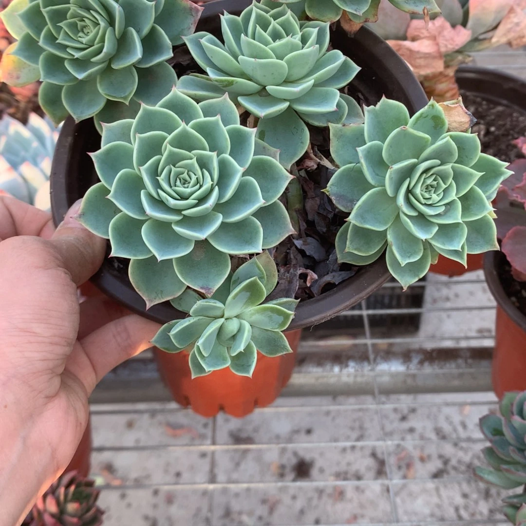 °****°三色堇多肉植物