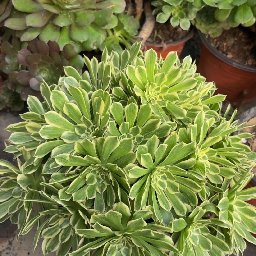 49多肉植物捧花的时候