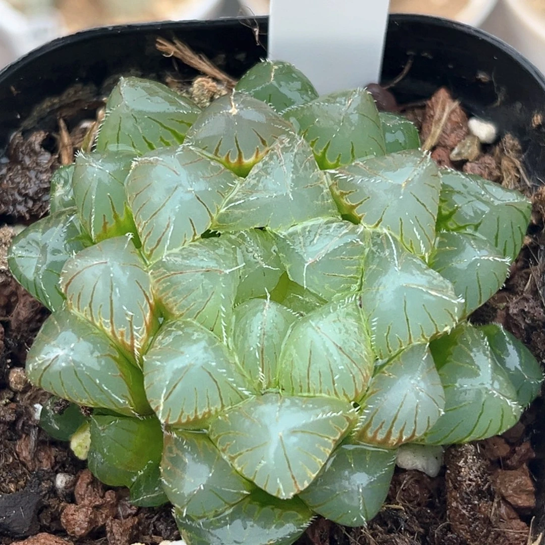 1洛神玉露十二卷多肉