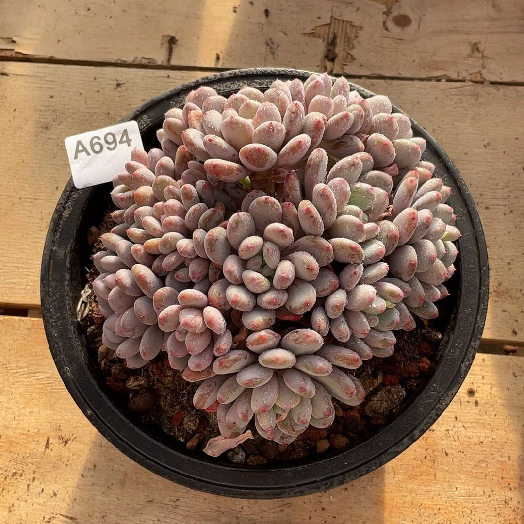 694多肉植物多肉植物