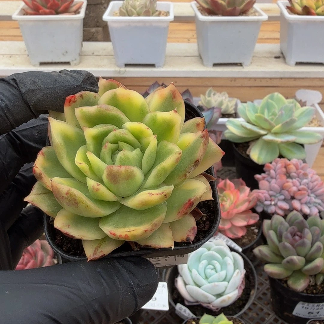 1023-52汉娜花脸锦