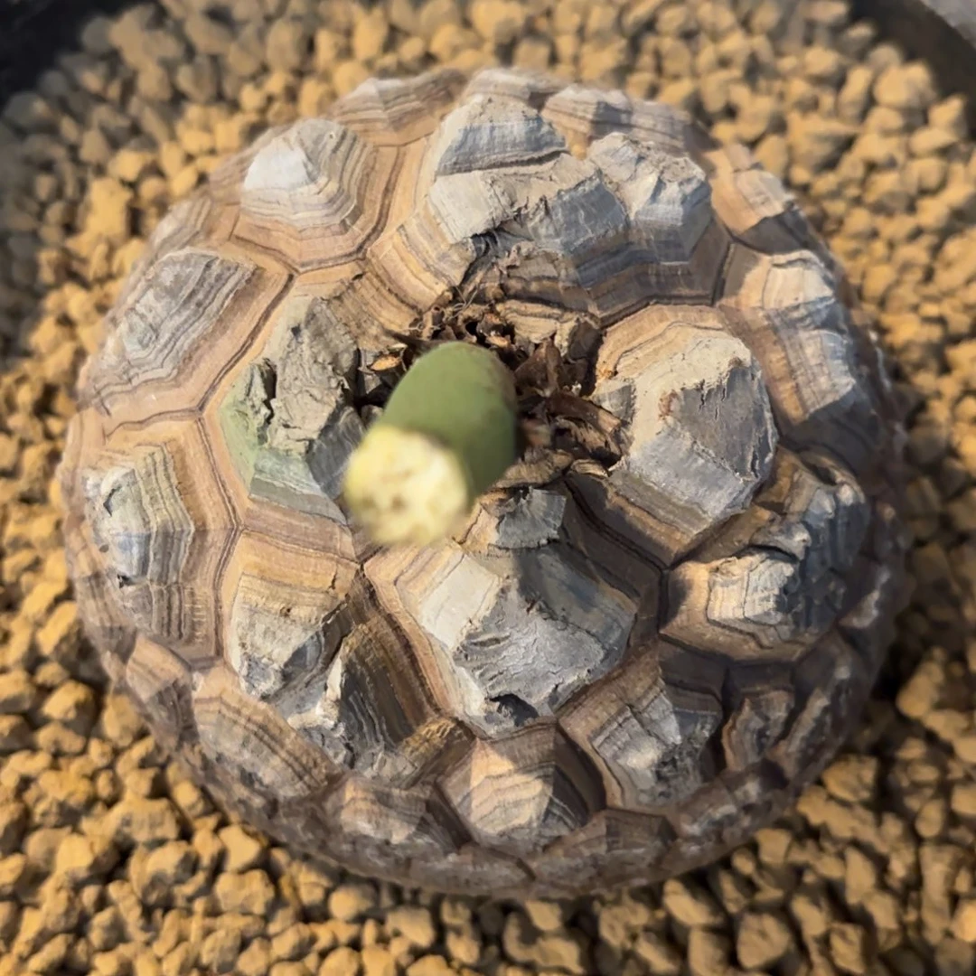 92龟甲龙不退不换