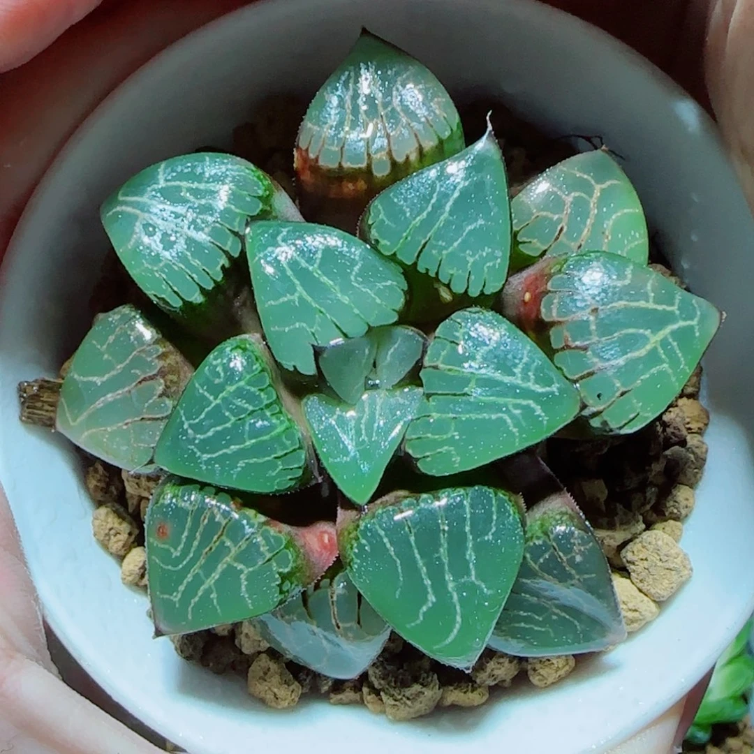 爱神克多肉植物