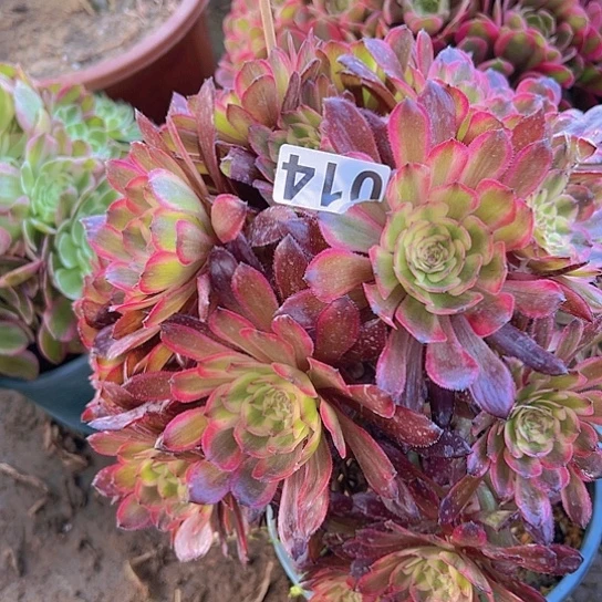 A*子多肉植物一个