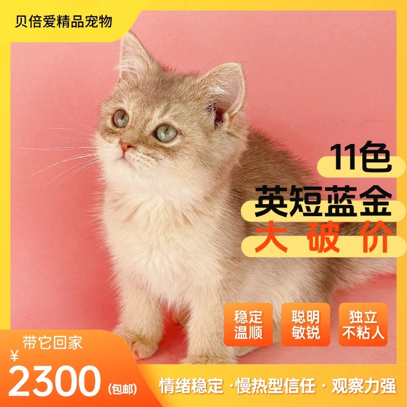 英短蓝金/品相优良/稀有毛色/疫苗齐全/社会化良好