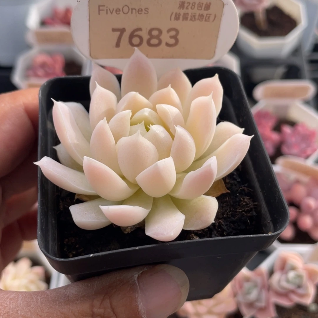 白月影7683-6.0厘米