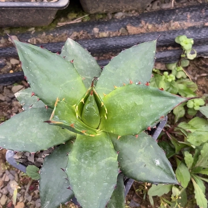 34689907908800099999