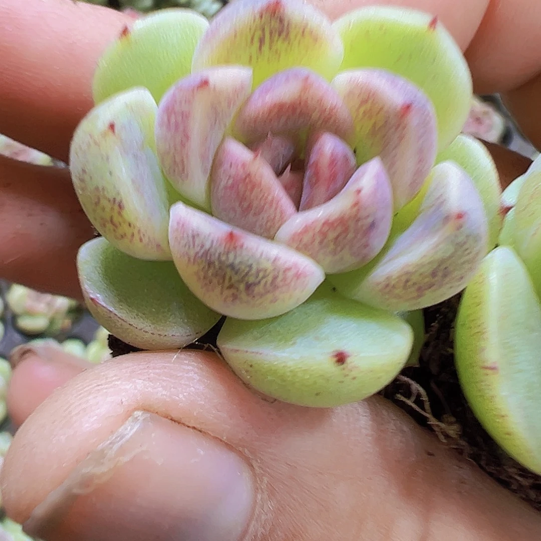 赤水晶4个19包邮多肉植物