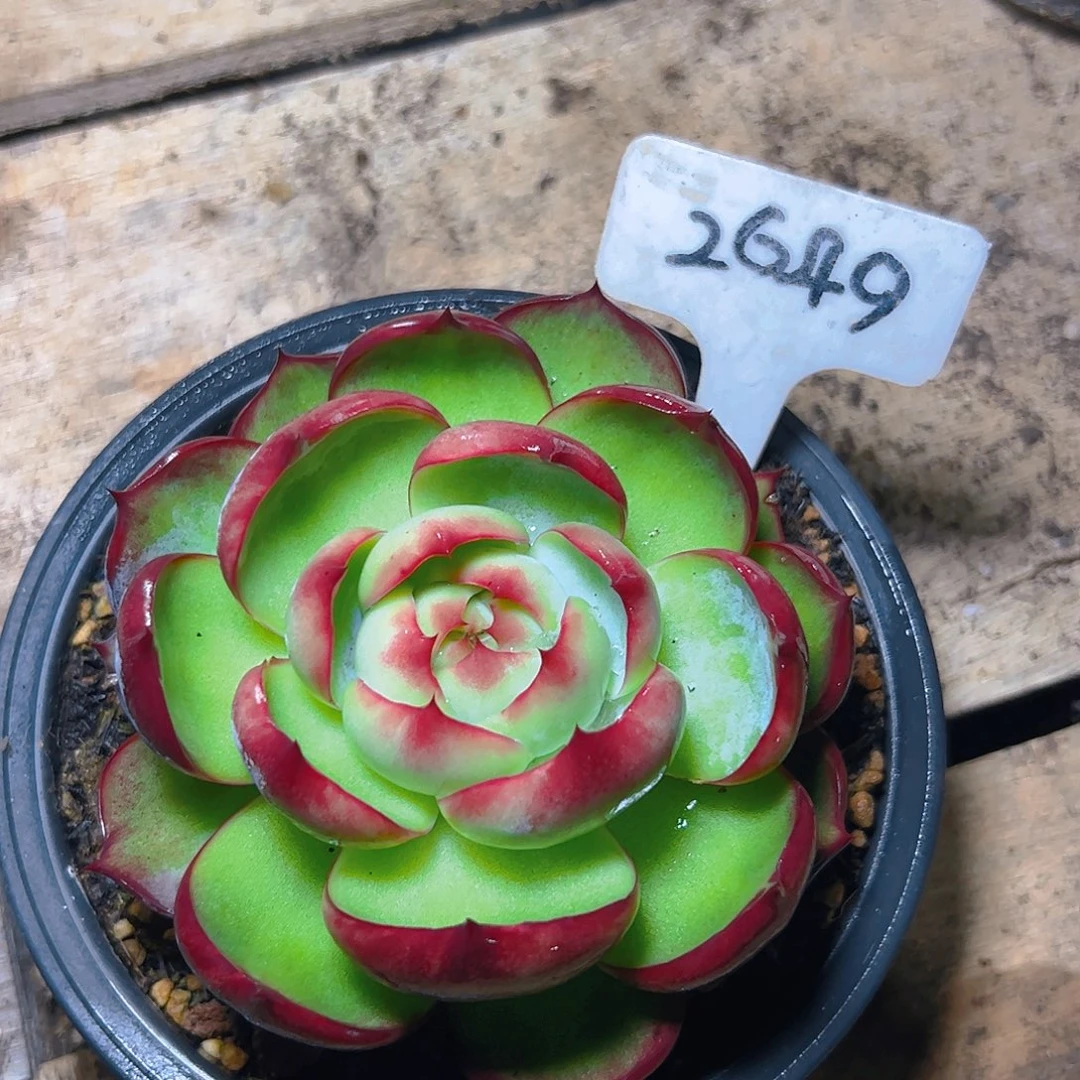 惊鸿仙子一物一拍2649号