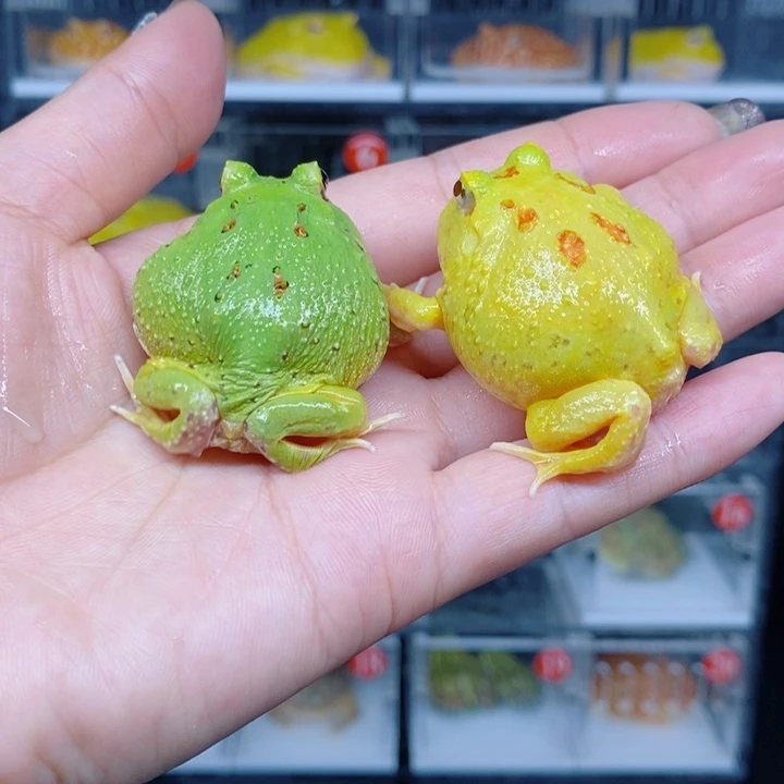 角蛙恭喜发财大吉大利