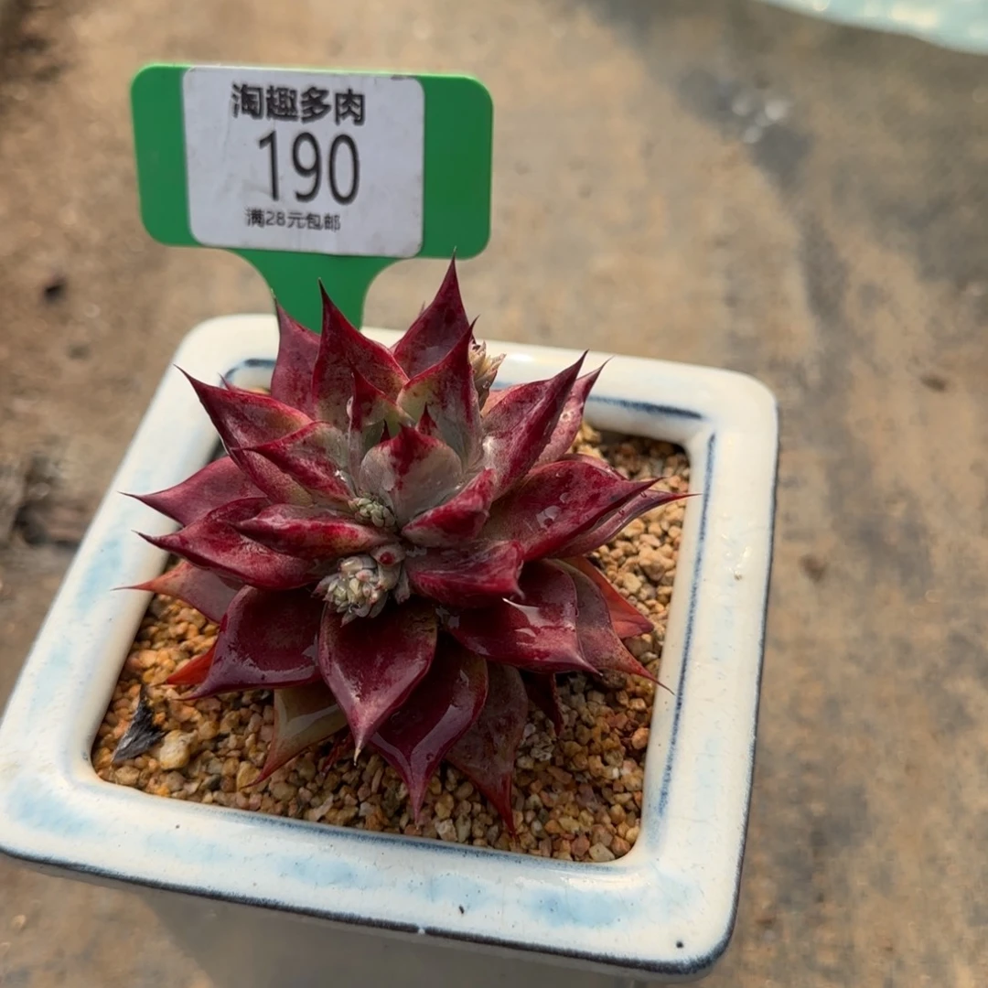 多肉植物健丝杂饺子