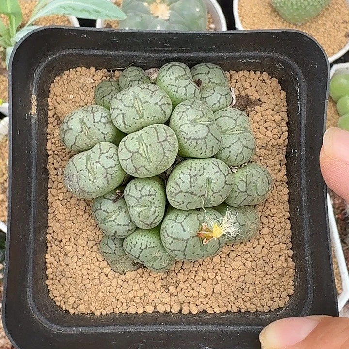 姐***艺青姬仙人球123456