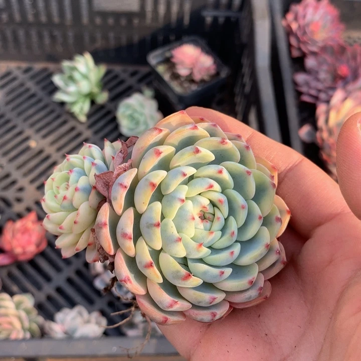 姬莲锦锦上园艺一物一拍