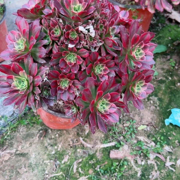 842安娜多肉有断枝