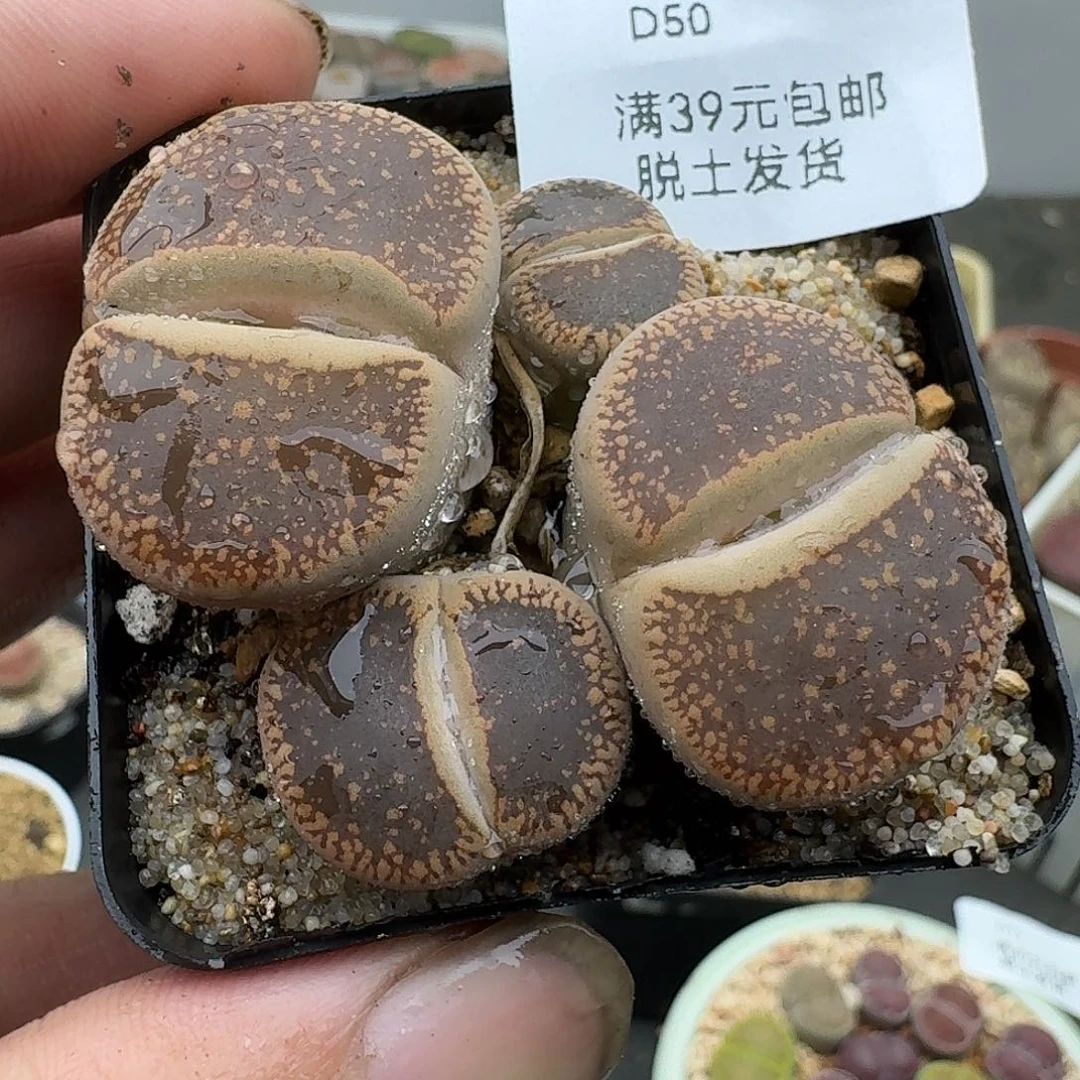 50四头日轮哈哈哈哈哈哈