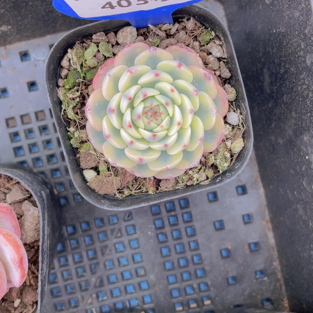 403号姬莲锦单头一个