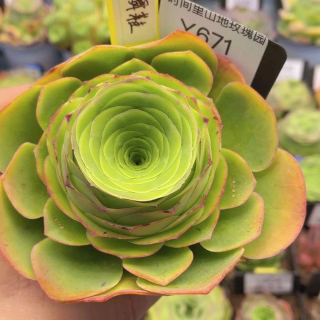 粉红舞鞋玫瑰671一物一拍