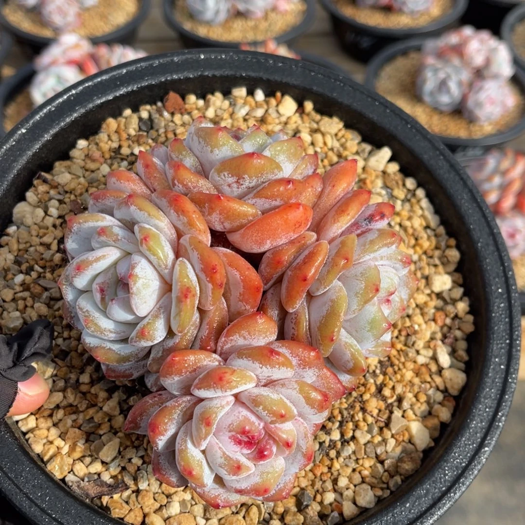 一物一拍不支持退换