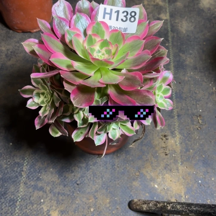 瑞妈，，。。。。138布，
