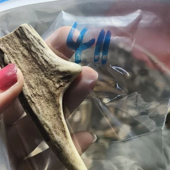 新***月鹿角鹿角鹿角鹿角鹿角鹿角
