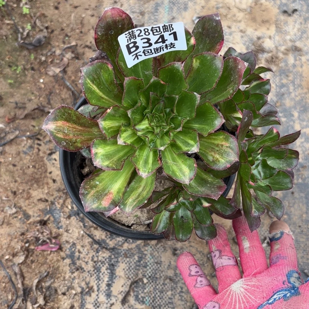 F. 341魅影七彩多肉1223