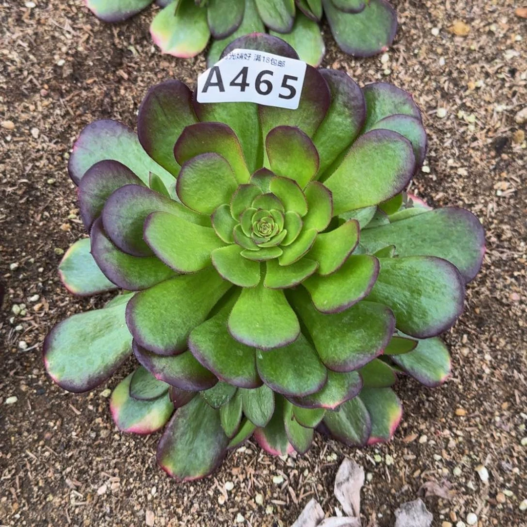 465雨荷多肉植物
