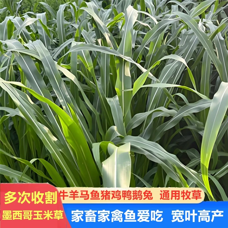 进口墨西哥玉米草种鱼草籽四季牛羊莫斯科牧草养殖猪牛羊鸡鸭鹅草