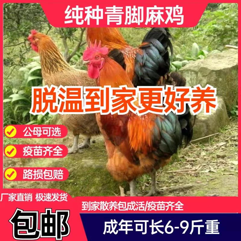 纯正一斤发货青脚麻羽鸡脱温幼苗疫苗已做到家好养宠物鸡绿壳蛋鸡