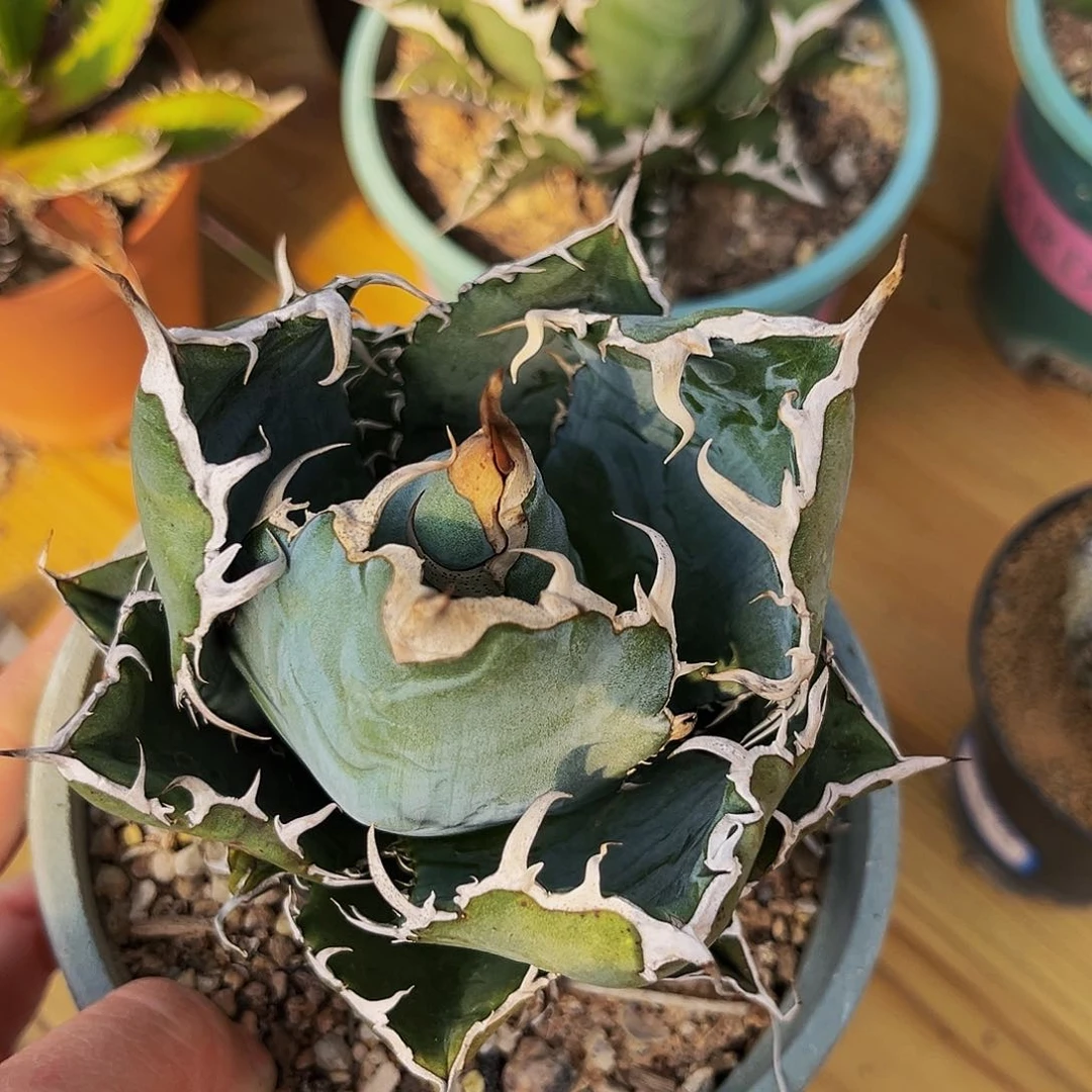 正版白鲸鱼，潮流植物