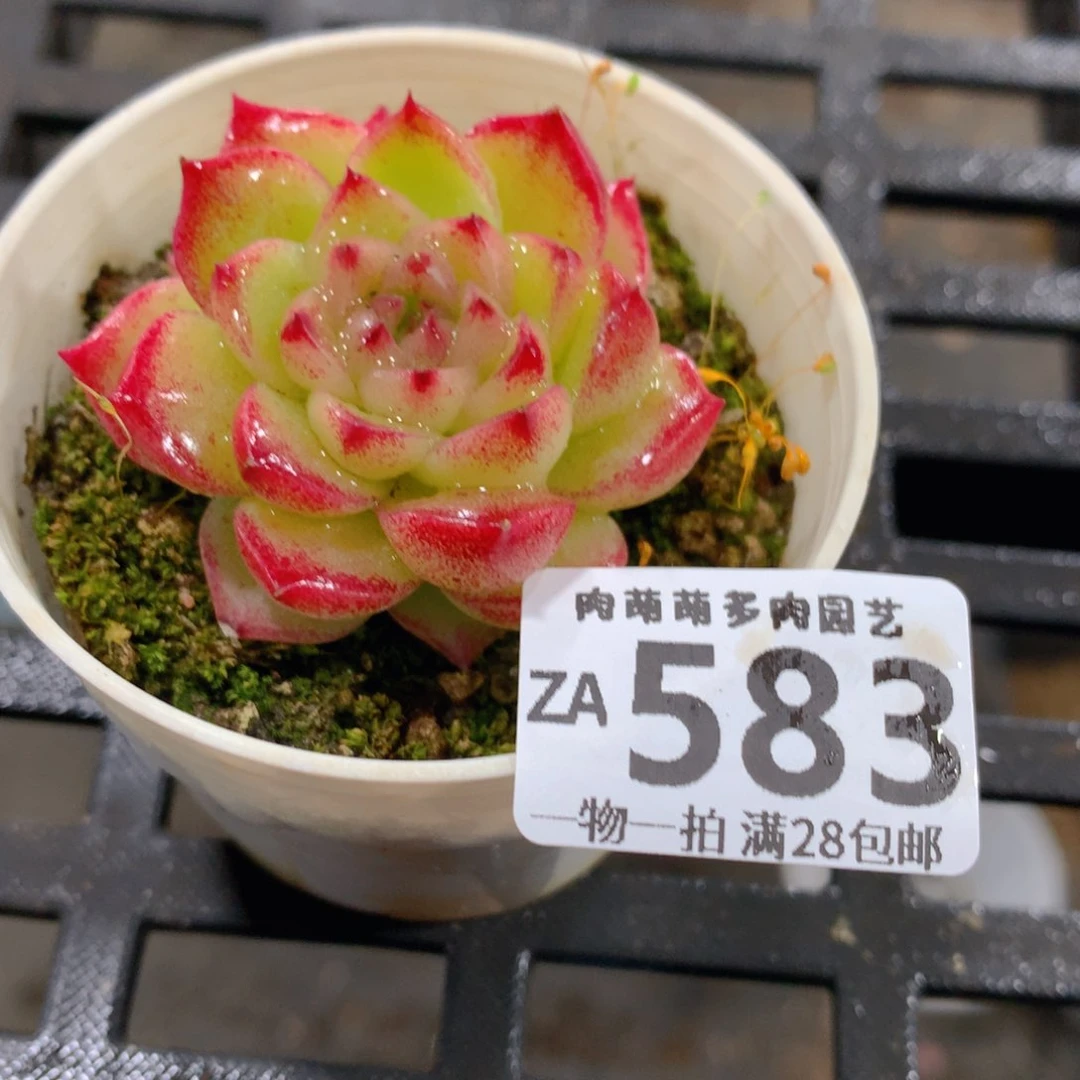 肉萌萌拇指盆精控多肉ZA583