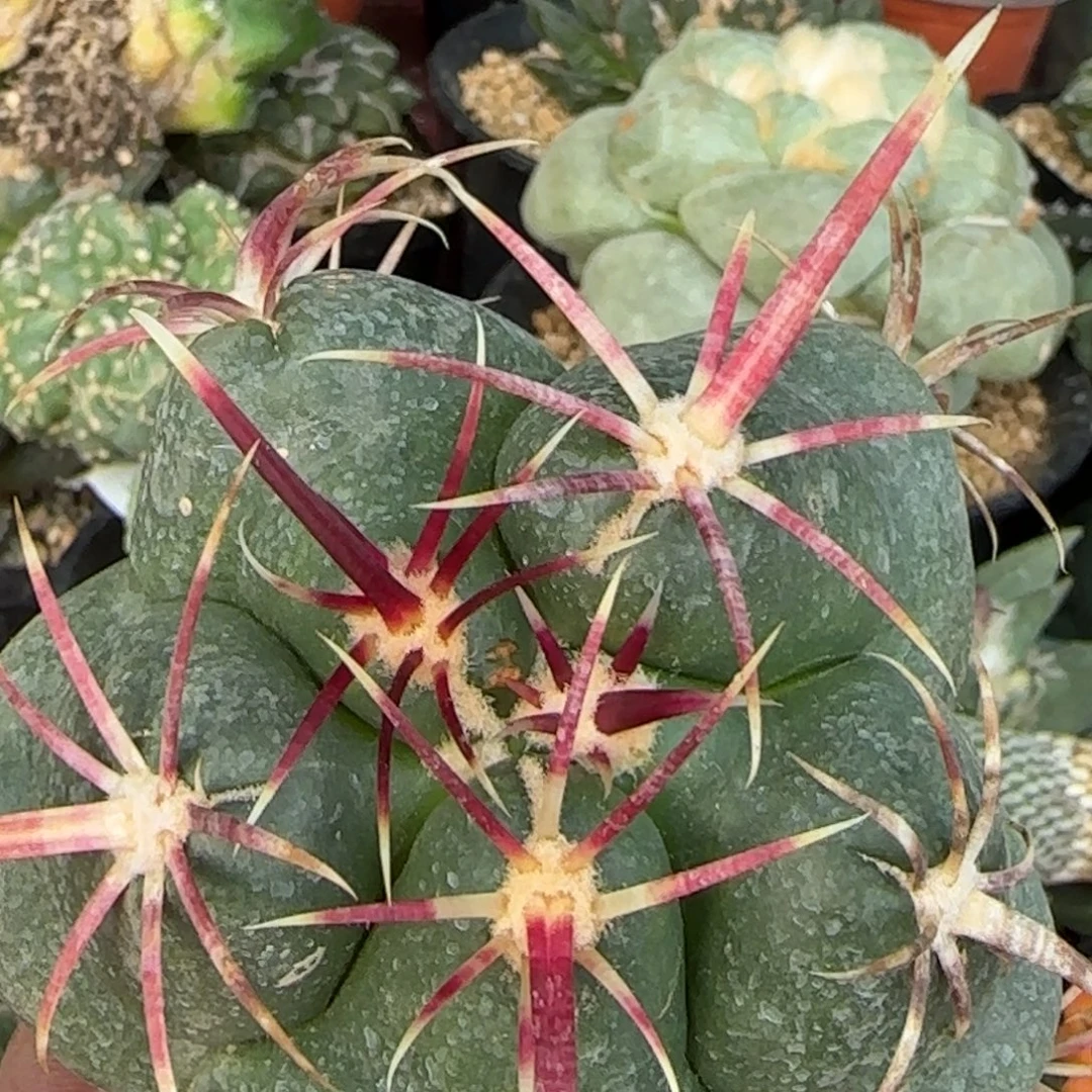 无花朵特狂刺大红鹰落地无根499