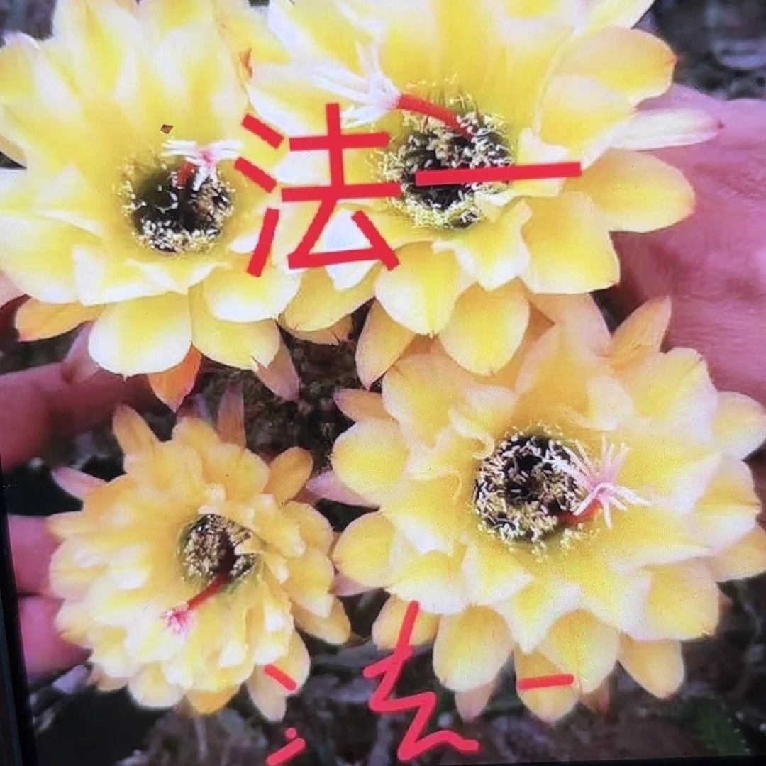 法一毛侧牙20包邮31