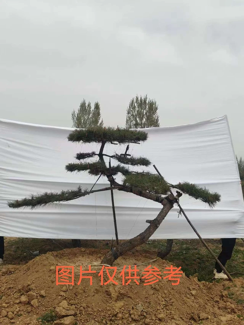 造型景松，庭院别墅盆景意向金（不包邮）