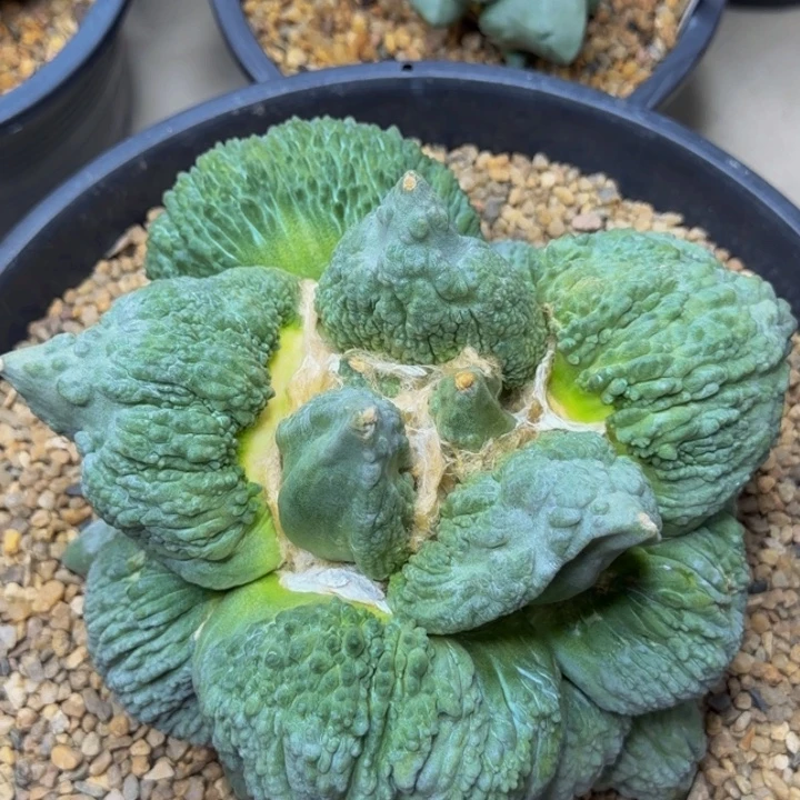 巨无霸大翻边血怒