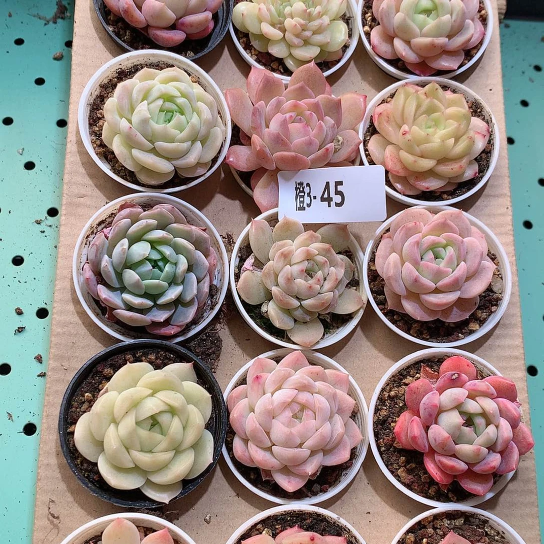 3-45一物一拍带盆18颗