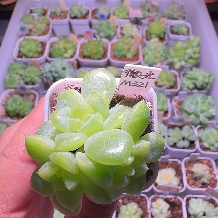 微光三头一物一拍