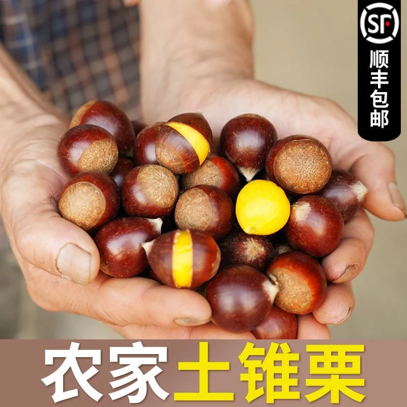 【顺丰包邮】正宗福建高山新鲜锥栗当季特色农产品锥栗